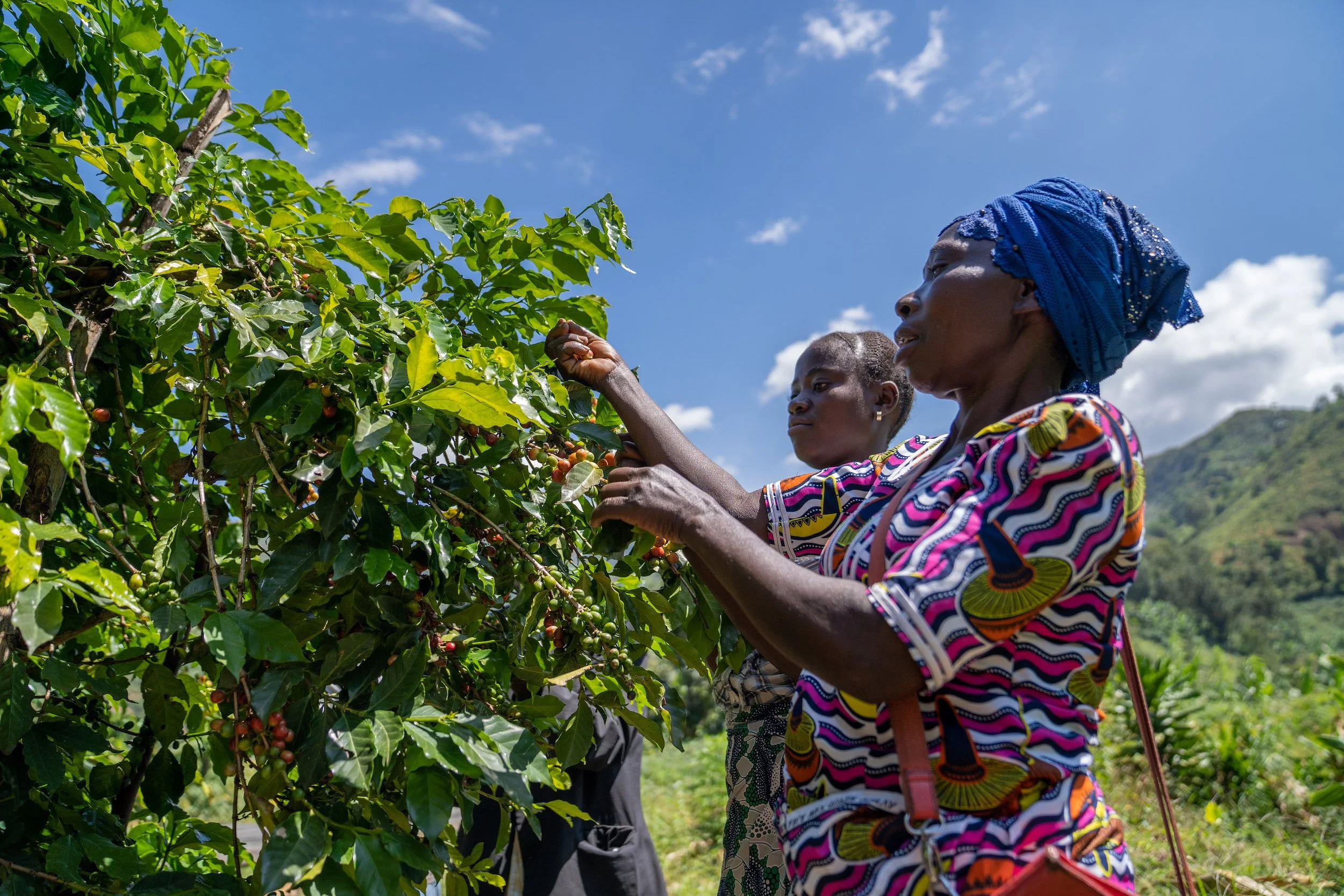 Coffee grown by women — African Coffee Connect